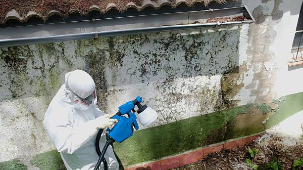 Mold Removal service in Lexington